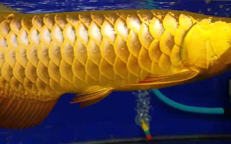 24k金龍魚圖片大全