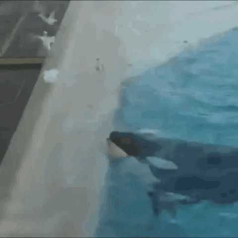 虎鯨擁有人類幾歲智商 虎鯨擁有人類幾歲智商 龍魚論壇 第6張