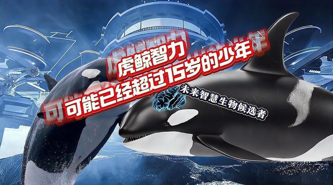 虎鯨擁有人類幾歲智商 虎鯨擁有人類幾歲智商 龍魚論壇 第23張
