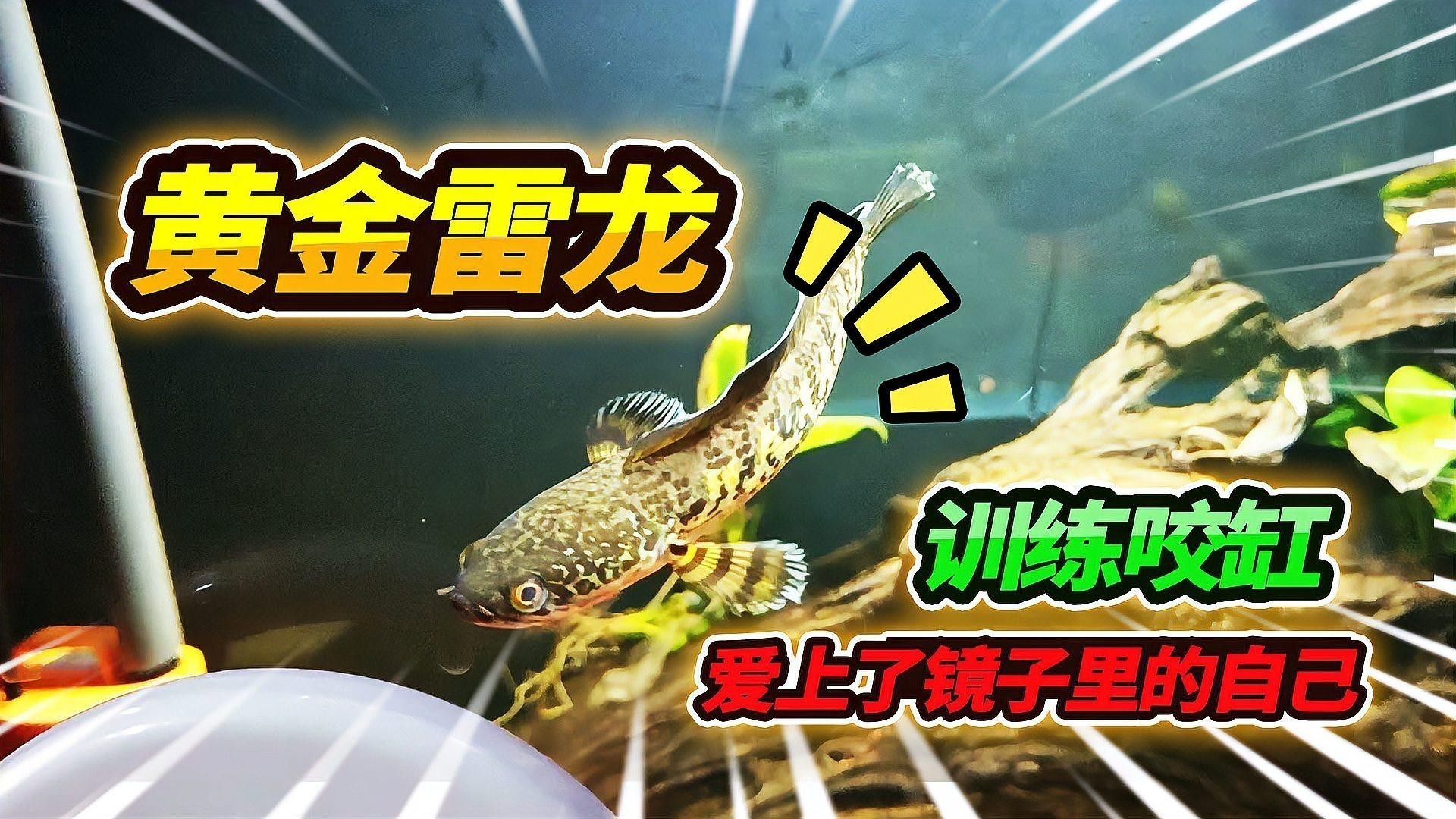 雷龍魚哪些品種適合新手？