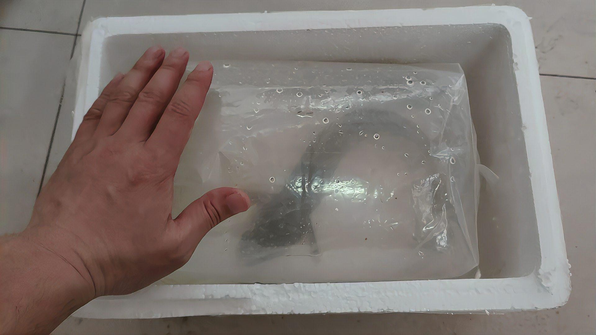 雷龍魚哪些品種適合新手？
