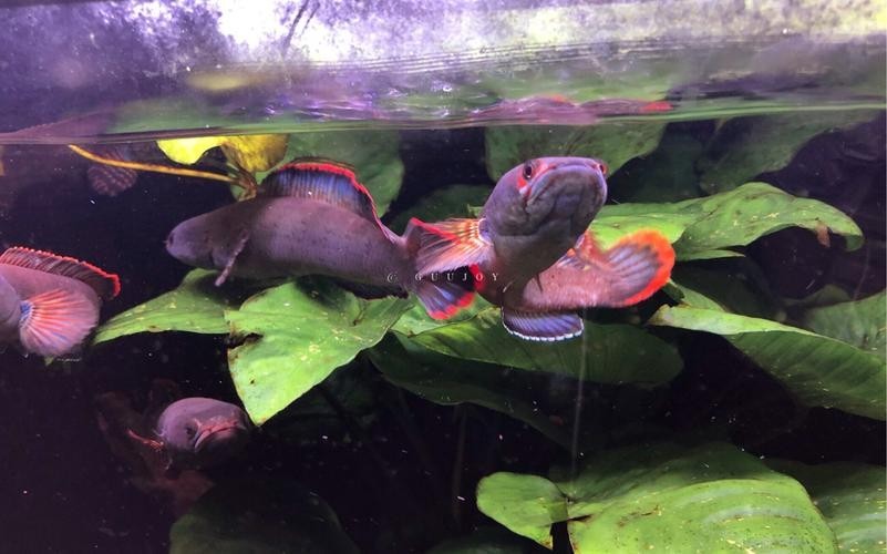 雷龍魚會吃其他魚嗎圖片
