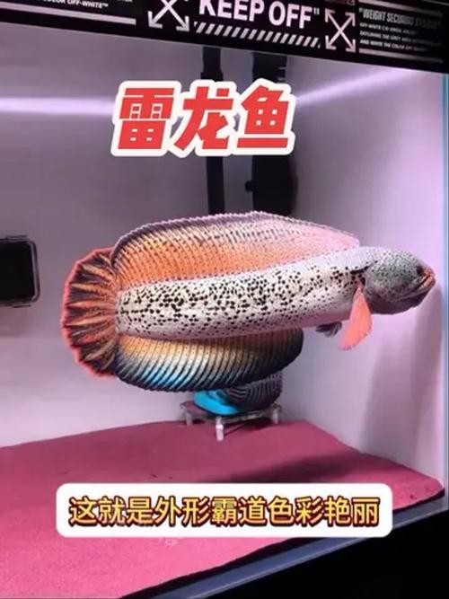 雷龍魚會吃其他魚嗎圖片