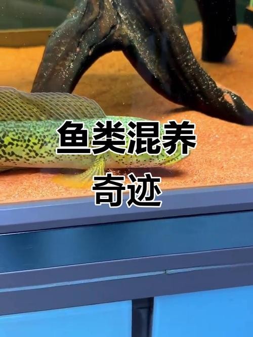 雷龍魚會吃其他魚嗎圖片