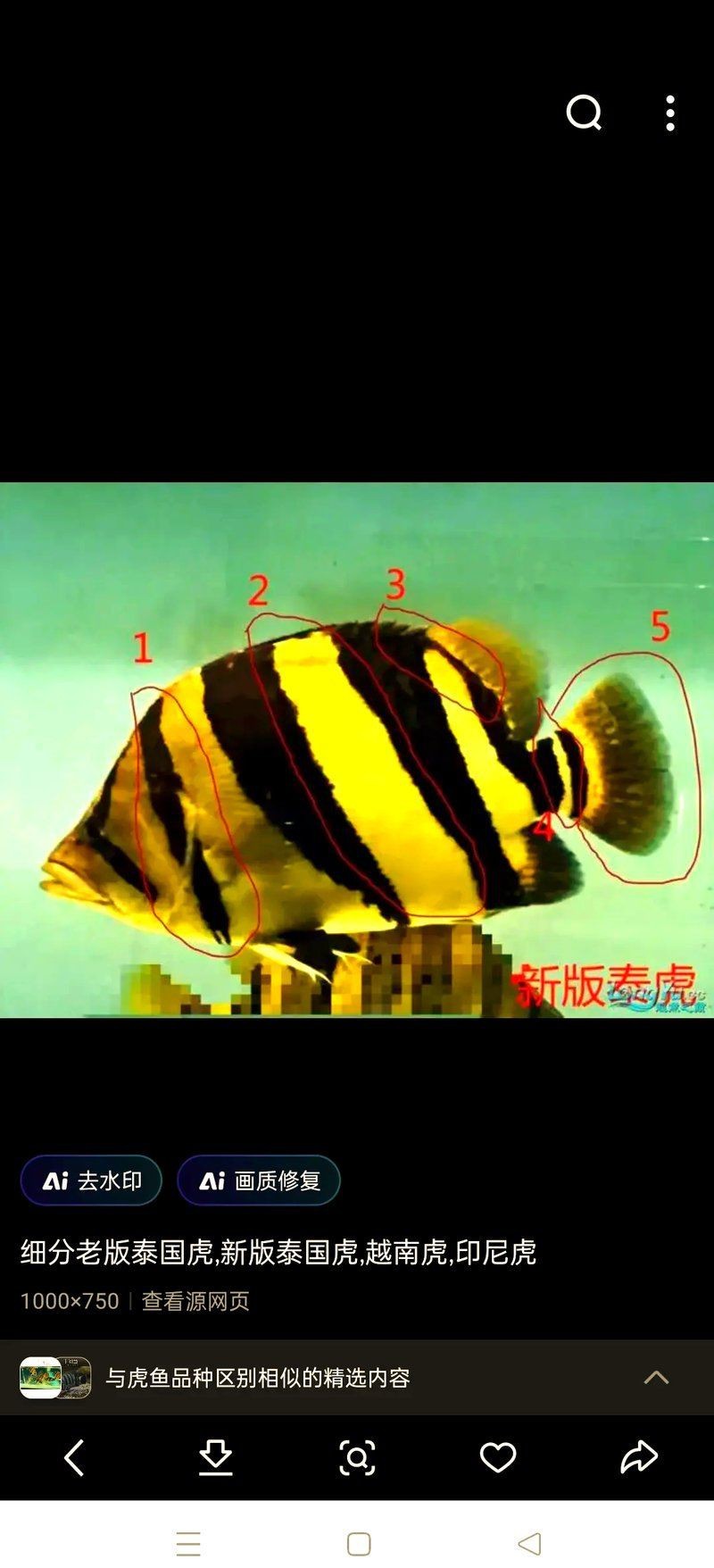 虎魚泡藥怎么分辨好壞