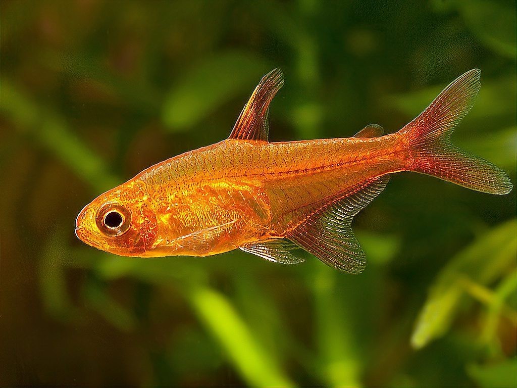 十大最建議買的燈科魚 十大最建議買的燈科魚 龍魚論壇 第3張