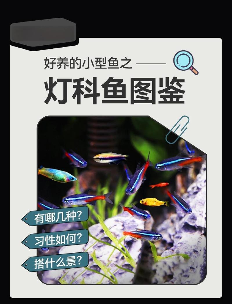十大最建議買的燈科魚 十大最建議買的燈科魚 龍魚論壇 第2張