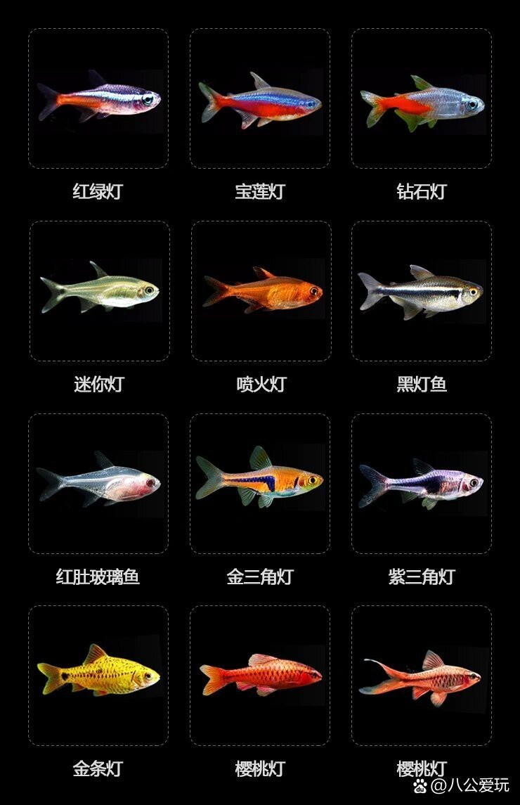 十大最建議買的燈科魚 十大最建議買的燈科魚 龍魚論壇 第4張