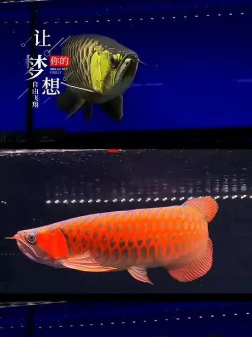 古典過背金龍魚價格表圖片