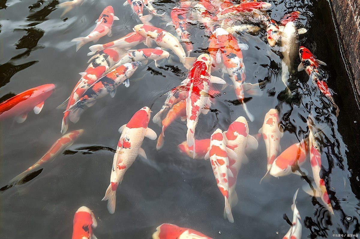 丹頂錦鯉魚多少元一條