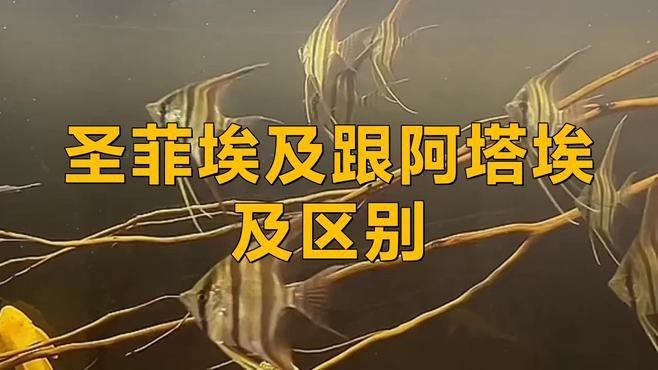 圣菲和阿塔哪個更火 圣菲和阿塔哪個更火 龍魚論壇 第2張