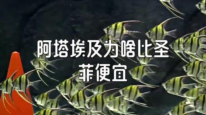 圣菲和阿塔哪個更火 圣菲和阿塔哪個更火 龍魚論壇 第3張