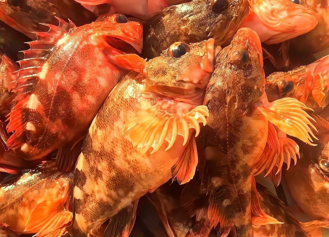 虎頭魚 龍魚論壇 第2張 虎頭魚 虎頭魚 龍魚論壇 第2張
