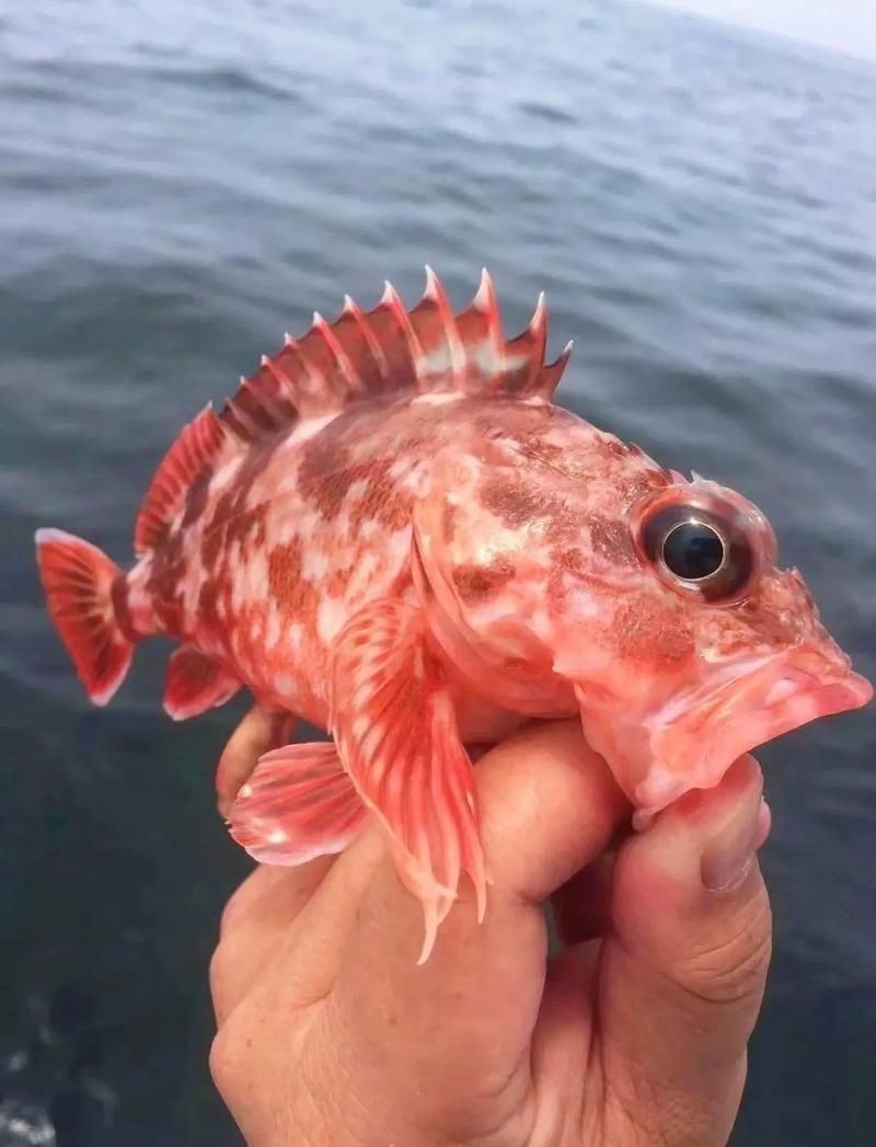 虎頭魚 龍魚論壇 第8張 虎頭魚 虎頭魚 龍魚論壇 第8張