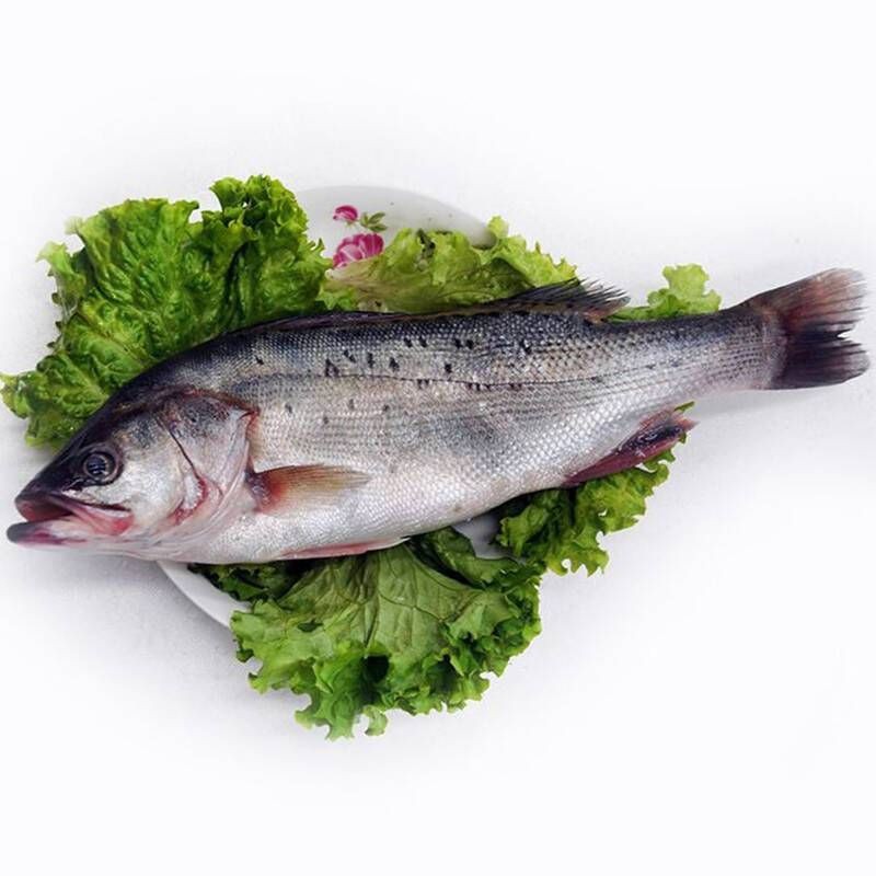 虎頭魚 龍魚論壇 第7張 虎頭魚 虎頭魚 龍魚論壇 第7張