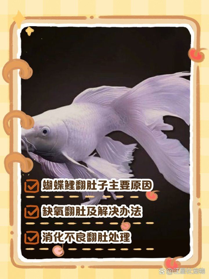蝴蝶鯉翻肚子怎么回事 龍魚論壇 第2張 蝴蝶鯉翻肚子怎么回事 蝴蝶鯉翻肚子怎么回事 龍魚論壇 第2張