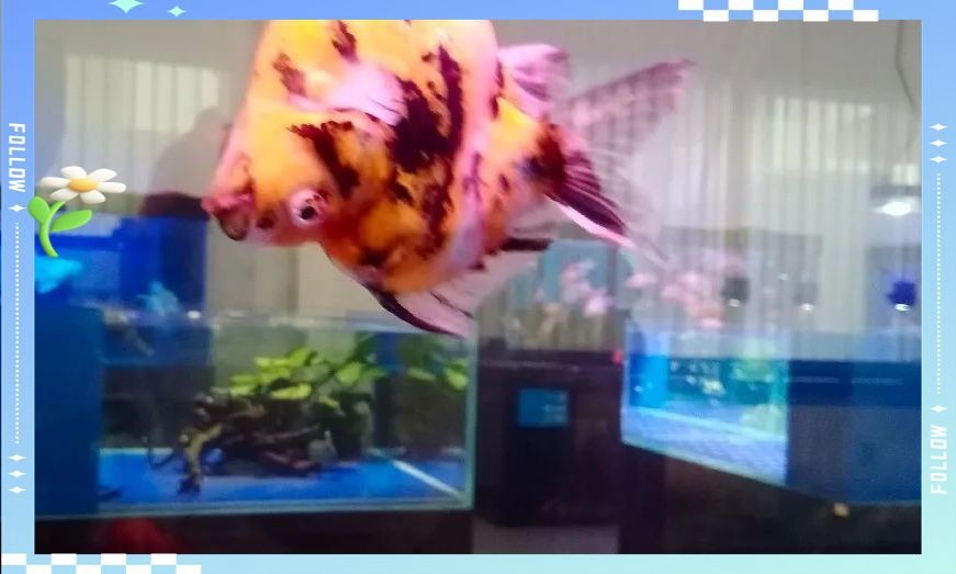 蝴蝶鯉翻肚子怎么回事 龍魚論壇 第10張 蝴蝶鯉翻肚子怎么回事 蝴蝶鯉翻肚子怎么回事 龍魚論壇 第10張