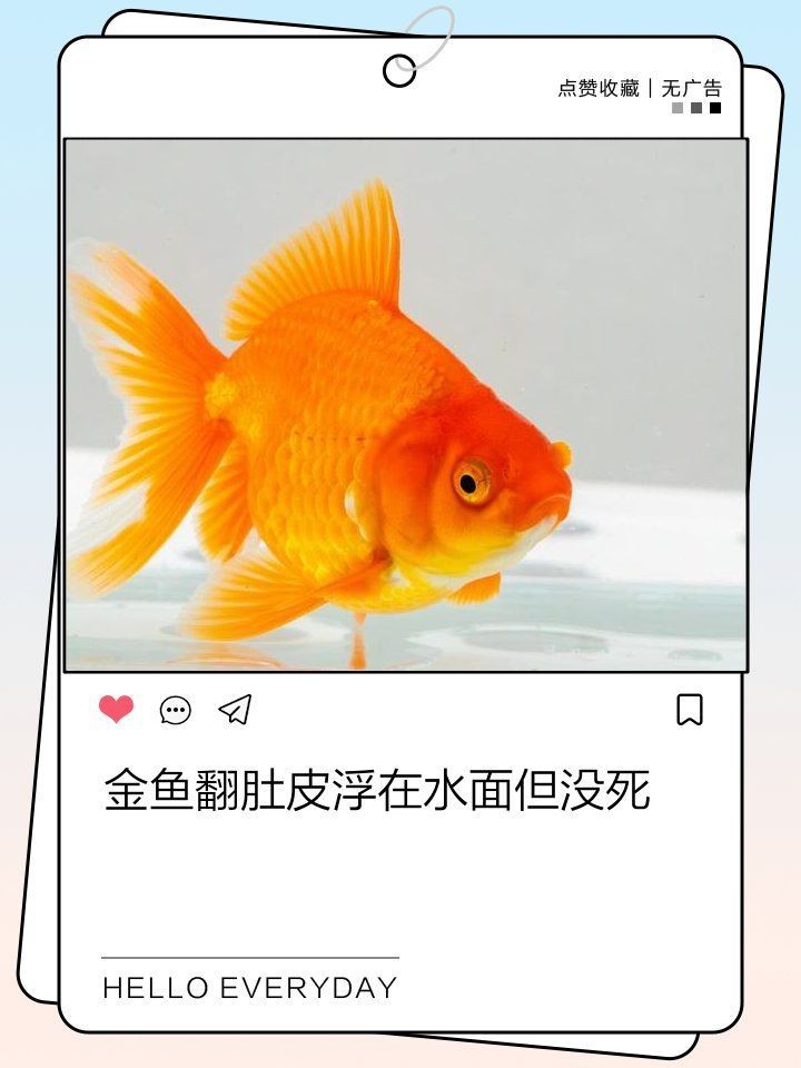 蝴蝶鯉翻肚子怎么回事 龍魚論壇 第16張 蝴蝶鯉翻肚子怎么回事 蝴蝶鯉翻肚子怎么回事 龍魚論壇 第16張