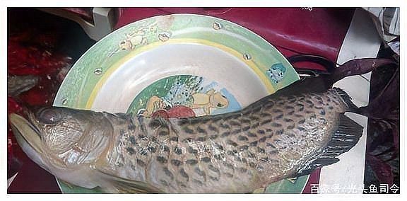 一條龍魚的價格表 一條龍魚的價格表 龍魚論壇 第9張
