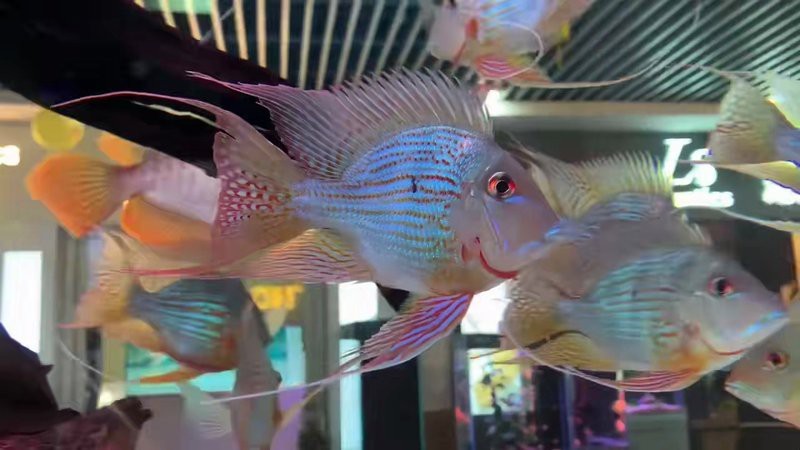 花地灣祥龍魚場有哪些魚類品種？