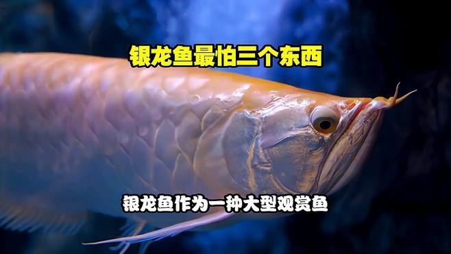 銀龍魚混養最忌三種魚