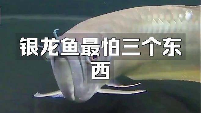 銀龍魚混養(yǎng)最忌三種魚