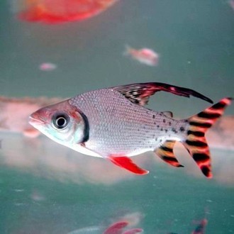 飛鳳魚(yú)優(yōu)缺點(diǎn)