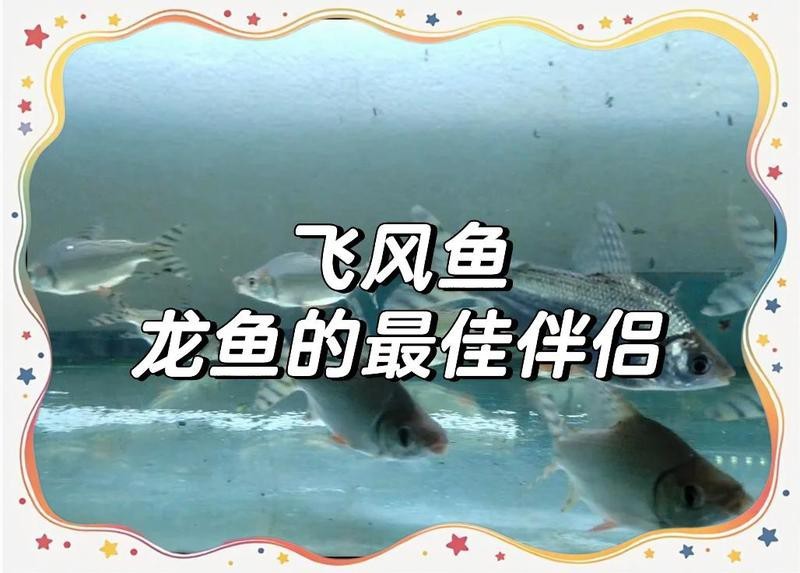 飛鳳魚優缺點