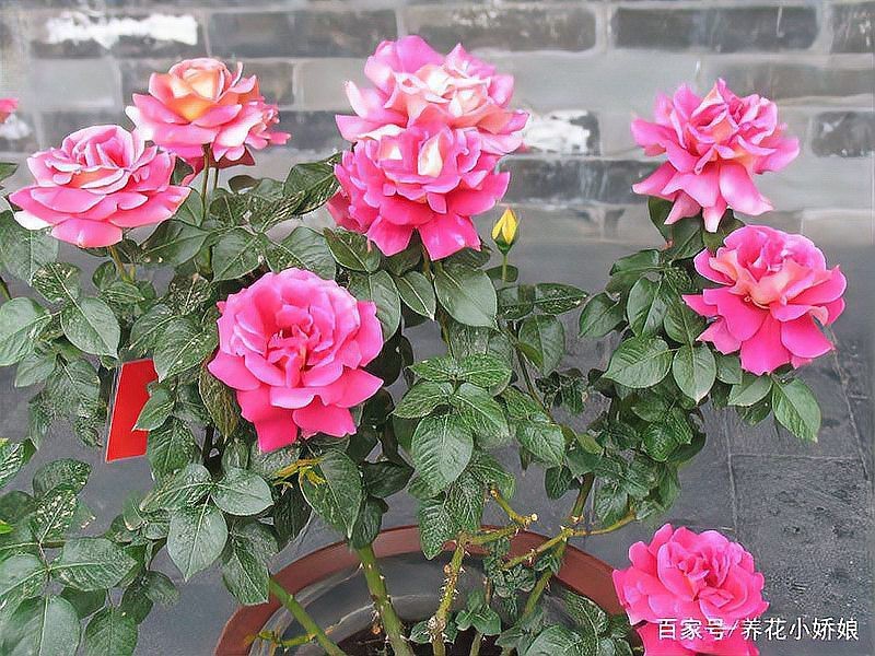如何判斷紅龍月季需要換盆？