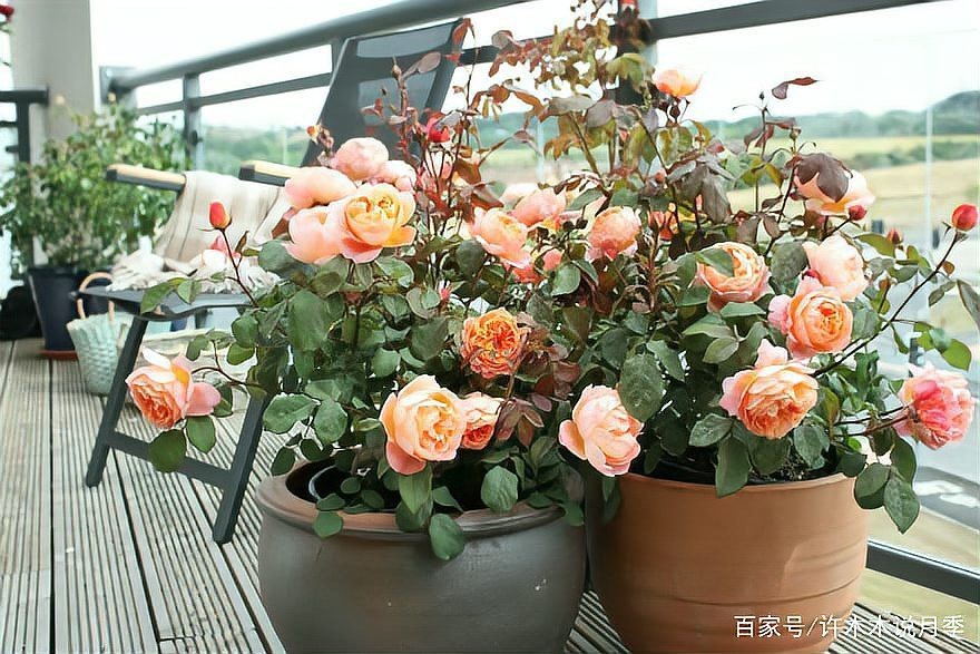 如何判斷紅龍月季需要換盆？