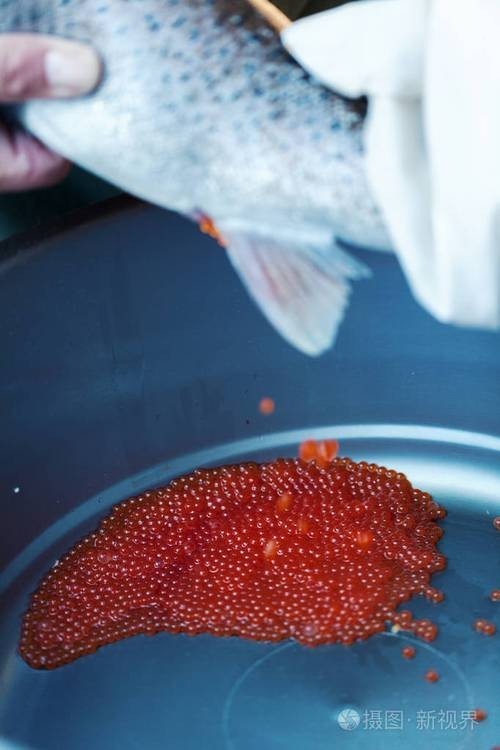 龍魚的卵是什么樣子的圖片大全
