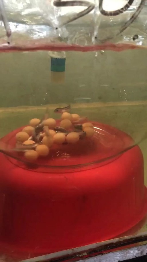 龍魚的卵是什么樣子的圖片大全