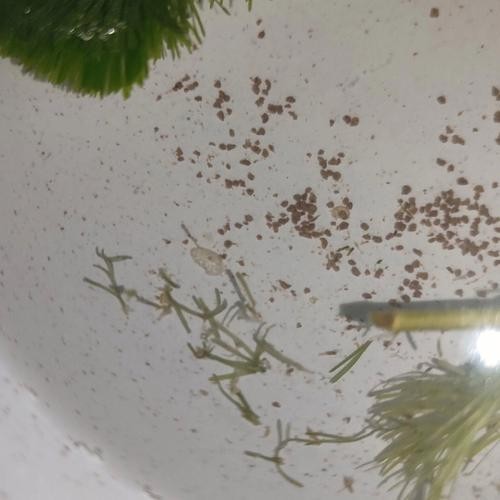龍魚的卵是什么樣子的圖片大全
