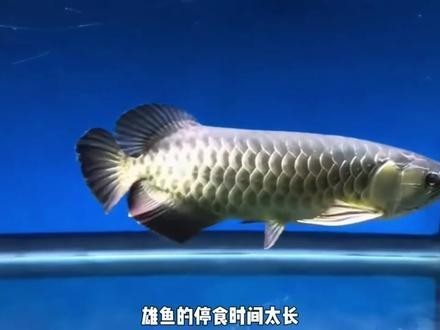 龍魚的卵是什么樣子的圖片大全