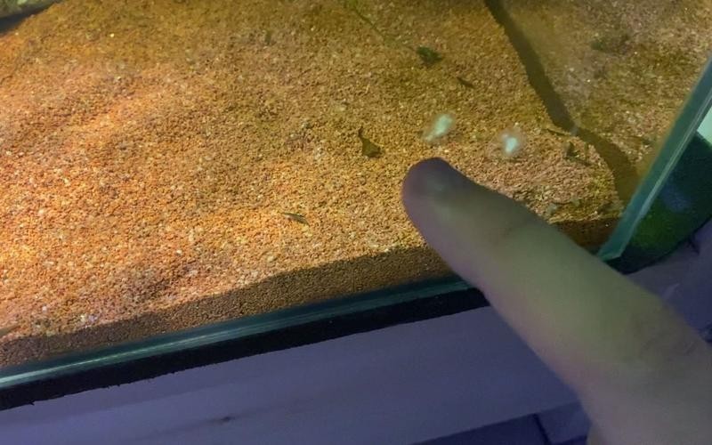 龍魚的卵是什么樣子的圖片大全