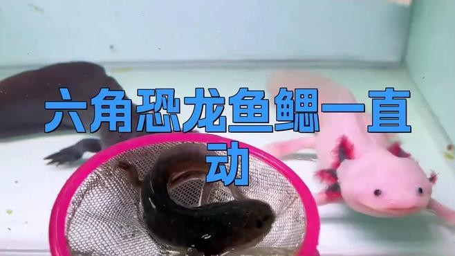恐龍魚品種大全圖解圖片欣賞