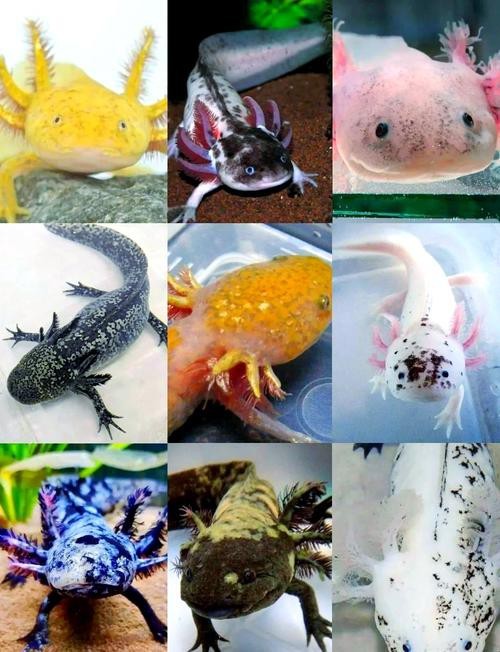恐龍魚品種大全圖解圖片欣賞