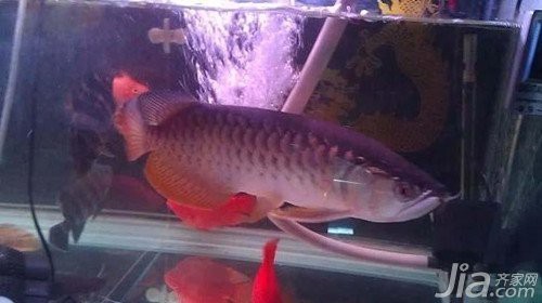 高背金龍的最佳飼養溫度是多少？