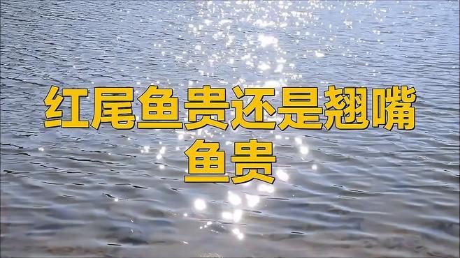 紅尾和翹嘴哪個(gè)價(jià)值更高