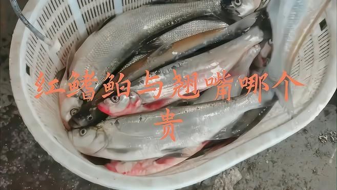 紅尾和翹嘴哪個價值更高