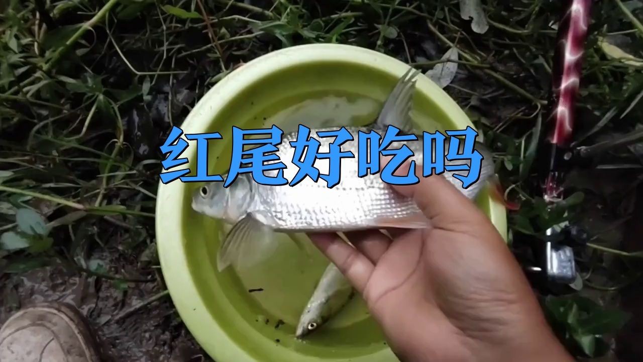 紅尾和翹嘴哪個價值更高