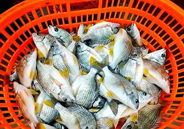 海魚黃鰭 龍魚論壇 第5張 海魚黃鰭 海魚黃鰭 龍魚論壇 第5張
