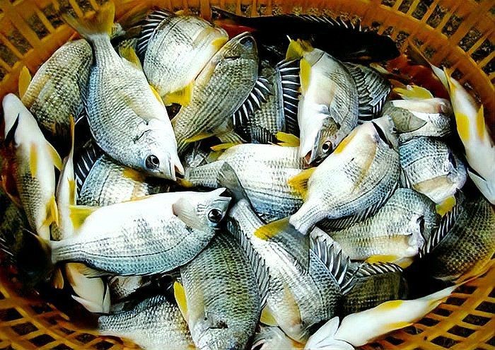 海魚黃鰭 龍魚論壇 第7張 海魚黃鰭 海魚黃鰭 龍魚論壇 第7張