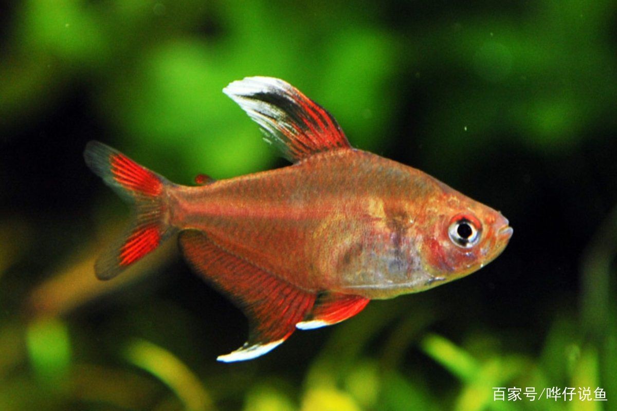 紅大溝扯旗魚