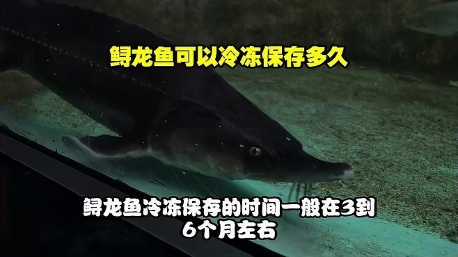 龍魚冷凍保鮮的最佳方法