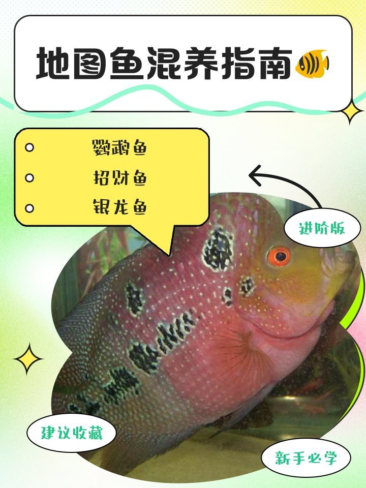 金龍魚和地圖魚混養需要注意什么？