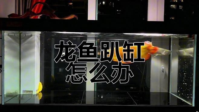 剛買的銀龍魚趴缸怎么辦