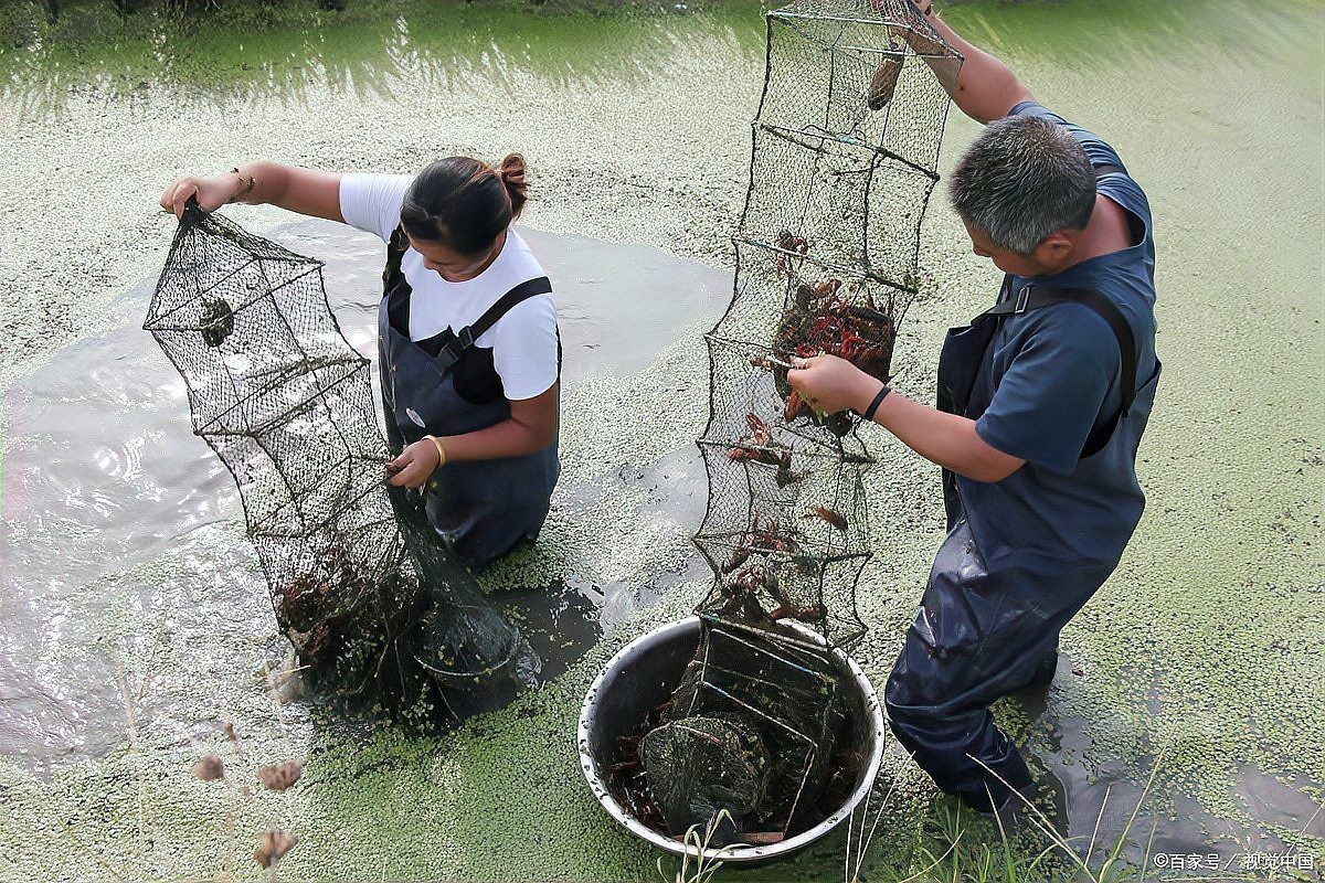 地籠捕黃鱔用什么誘餌 地籠捕黃鱔用什么誘餌 龍魚論壇 第3張