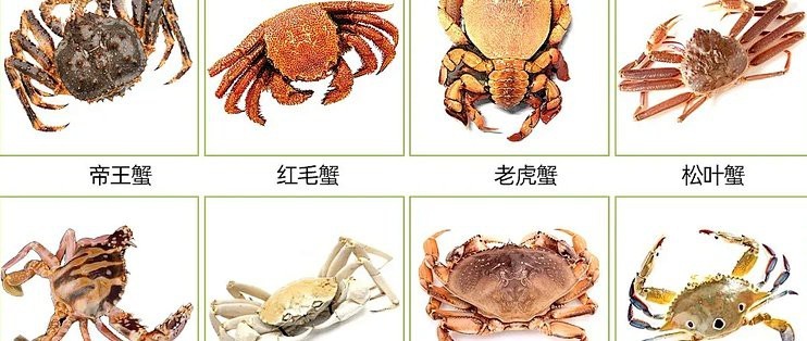 螃蟹品種大全圖