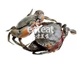 螃蟹品種大全圖